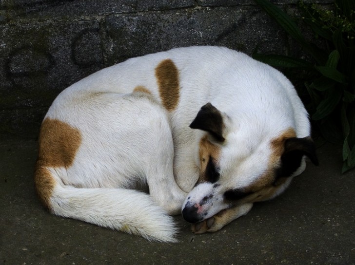 10 posturas para dormir del perro y el significado de las mismas