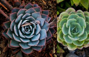Plantas crasas y suculentas: qué son y cómo aprender a cuidarlas