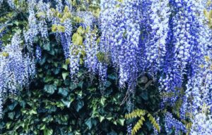 La glicina (Wisteria sinensis) colmará de flores tu jardín